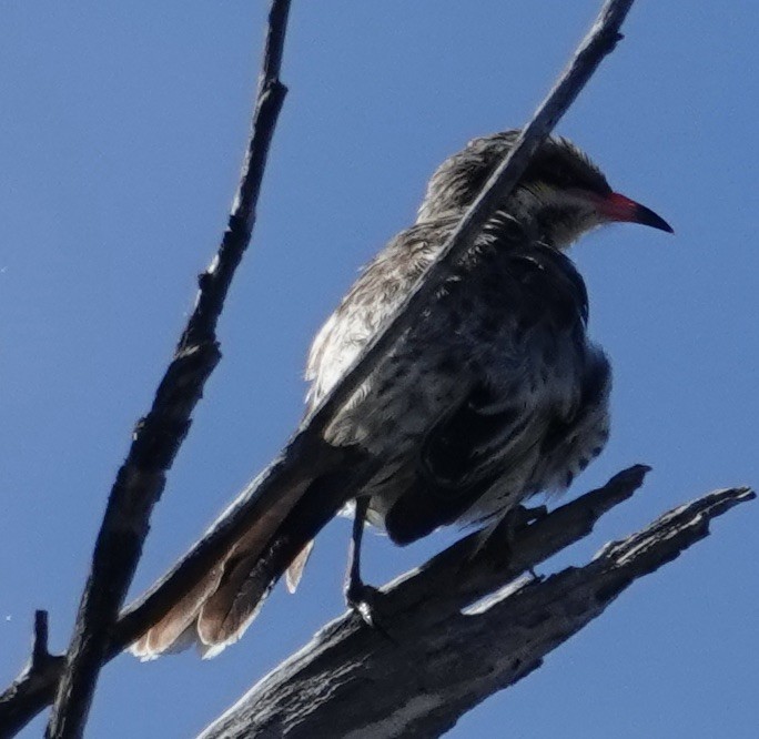 Spiny-cheeked Honeyeater - Robert Morison and Joyce Ives