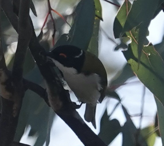 White-naped Honeyeater - Robert Morison and Joyce Ives