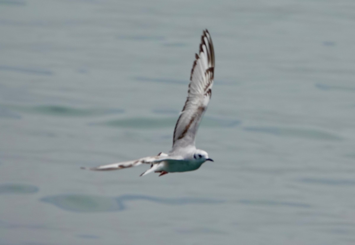 Bonaparte's Gull - Monica P