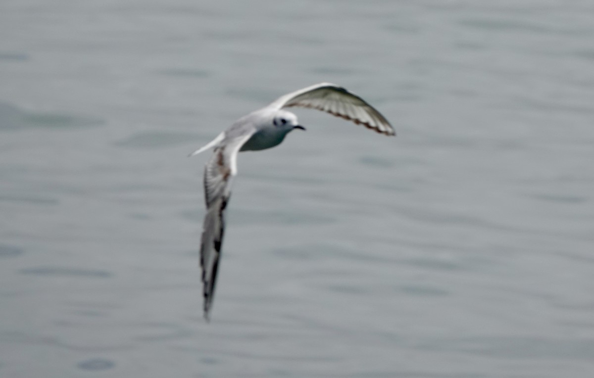 Bonaparte's Gull - Monica P