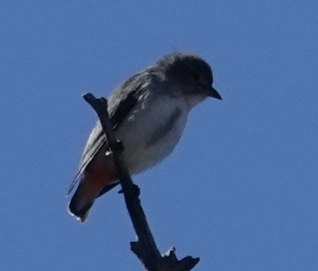 Mistletoebird - Robert Morison and Joyce Ives