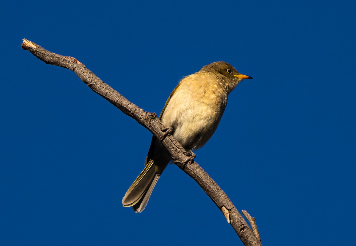 Fuscous Honeyeater - ML619515016