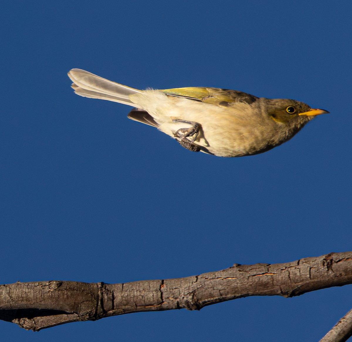 Fuscous Honeyeater - Richard Arculus