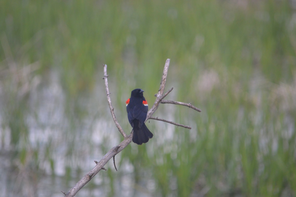 Red-winged Blackbird - Heather Hough