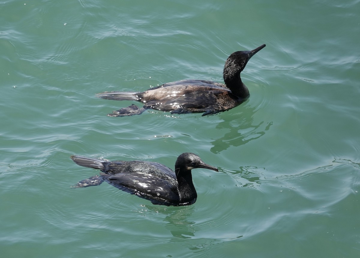 Brandt's Cormorant - Monica P