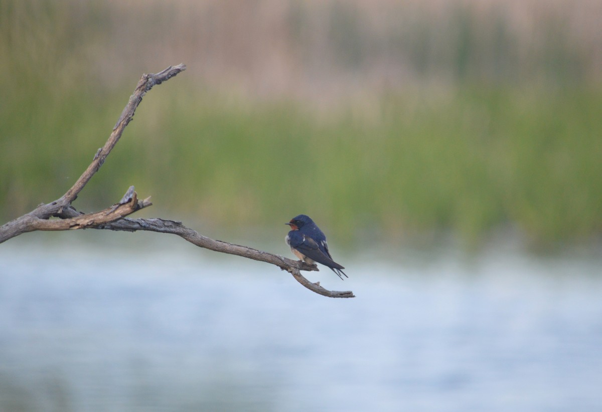 Barn Swallow - Heather Hough