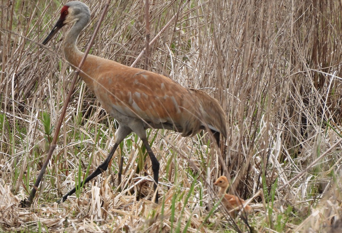 Sandhill Crane - Robert Scranton