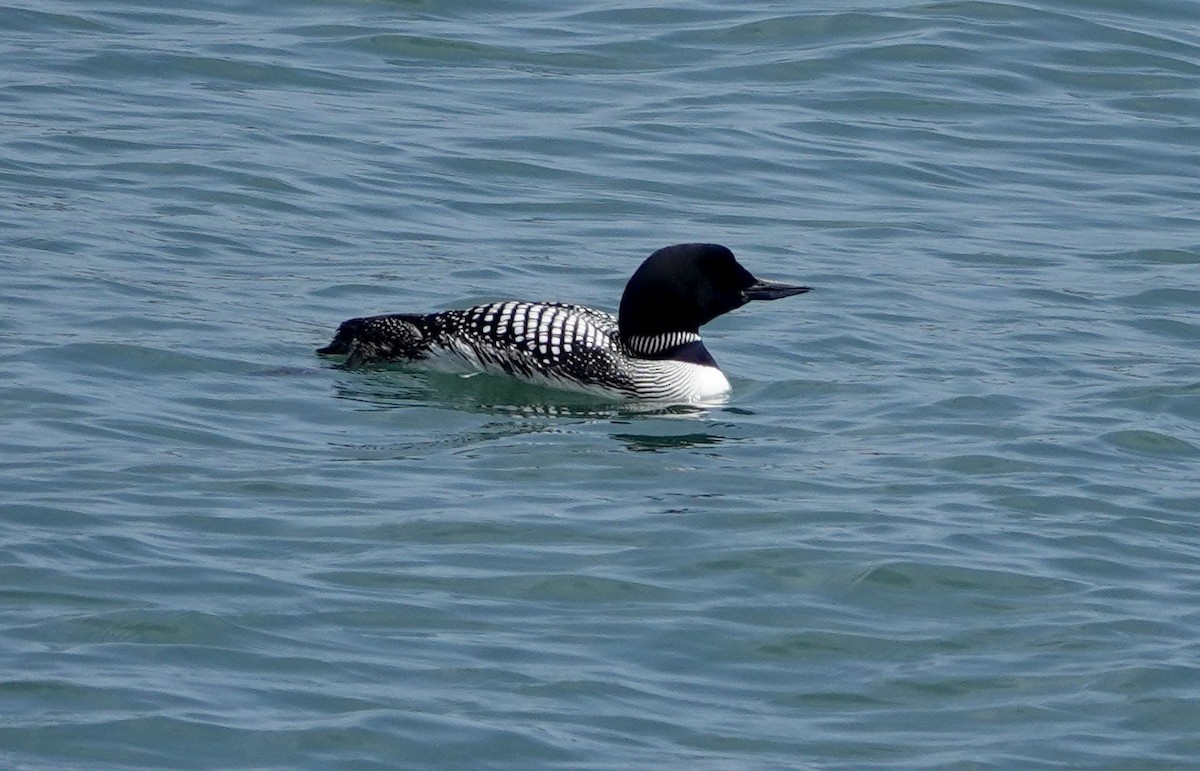 Common Loon - Monica P