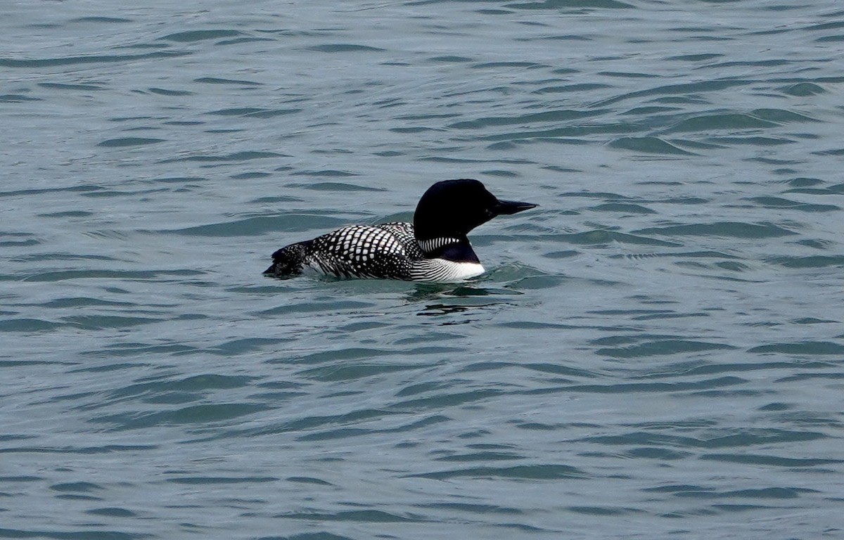 Common Loon - Monica P