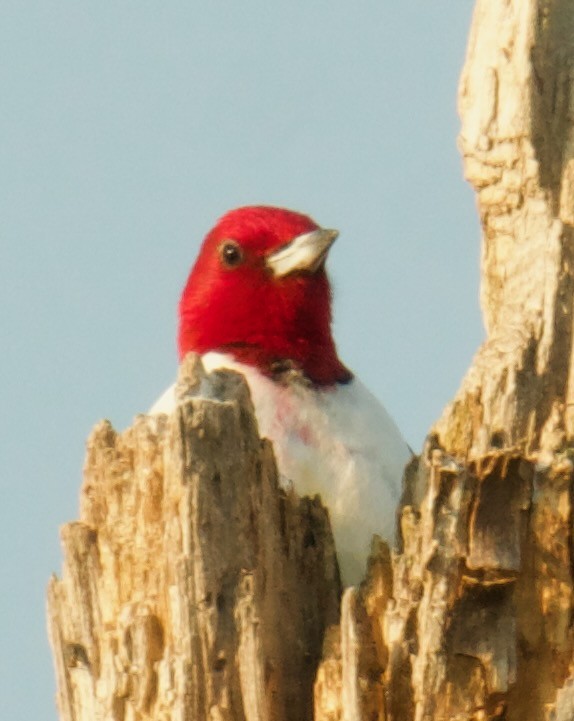 Red-headed Woodpecker - Tamera Eirten
