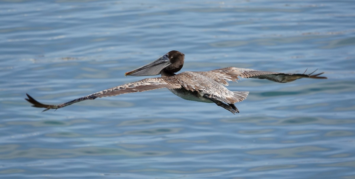 Brown Pelican - Monica P