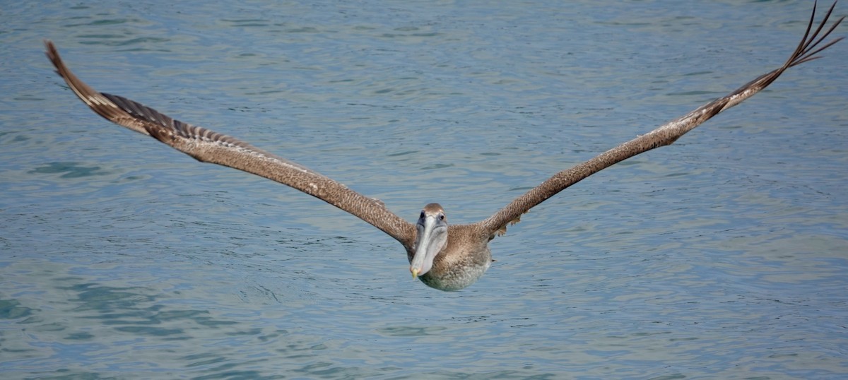 Brown Pelican - Monica P