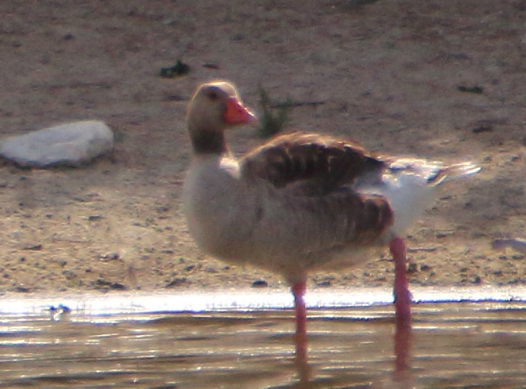 Graylag Goose (Domestic type) - bousquet francois