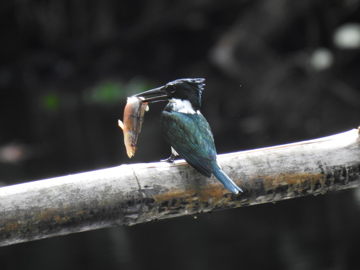 Amazon Kingfisher - Justin Harris