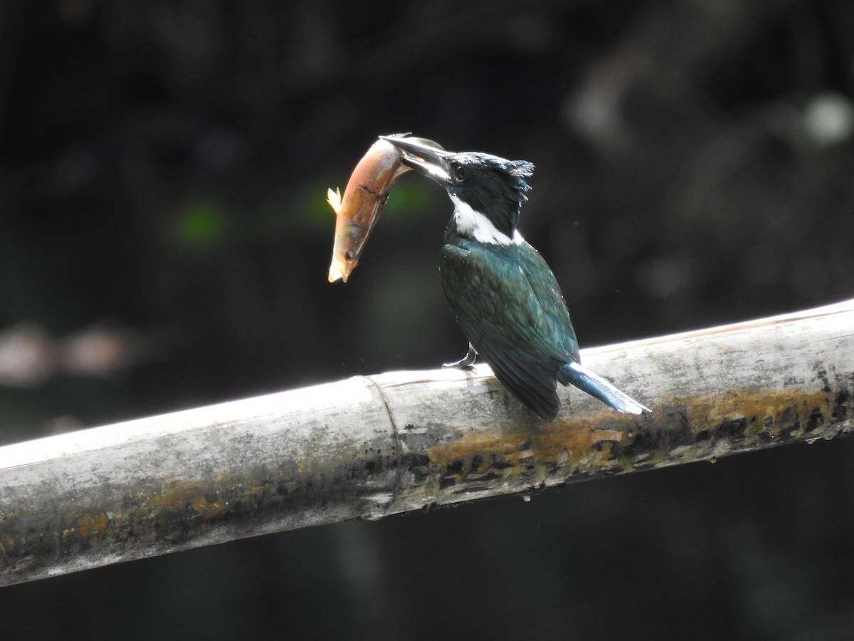Amazon Kingfisher - Justin Harris