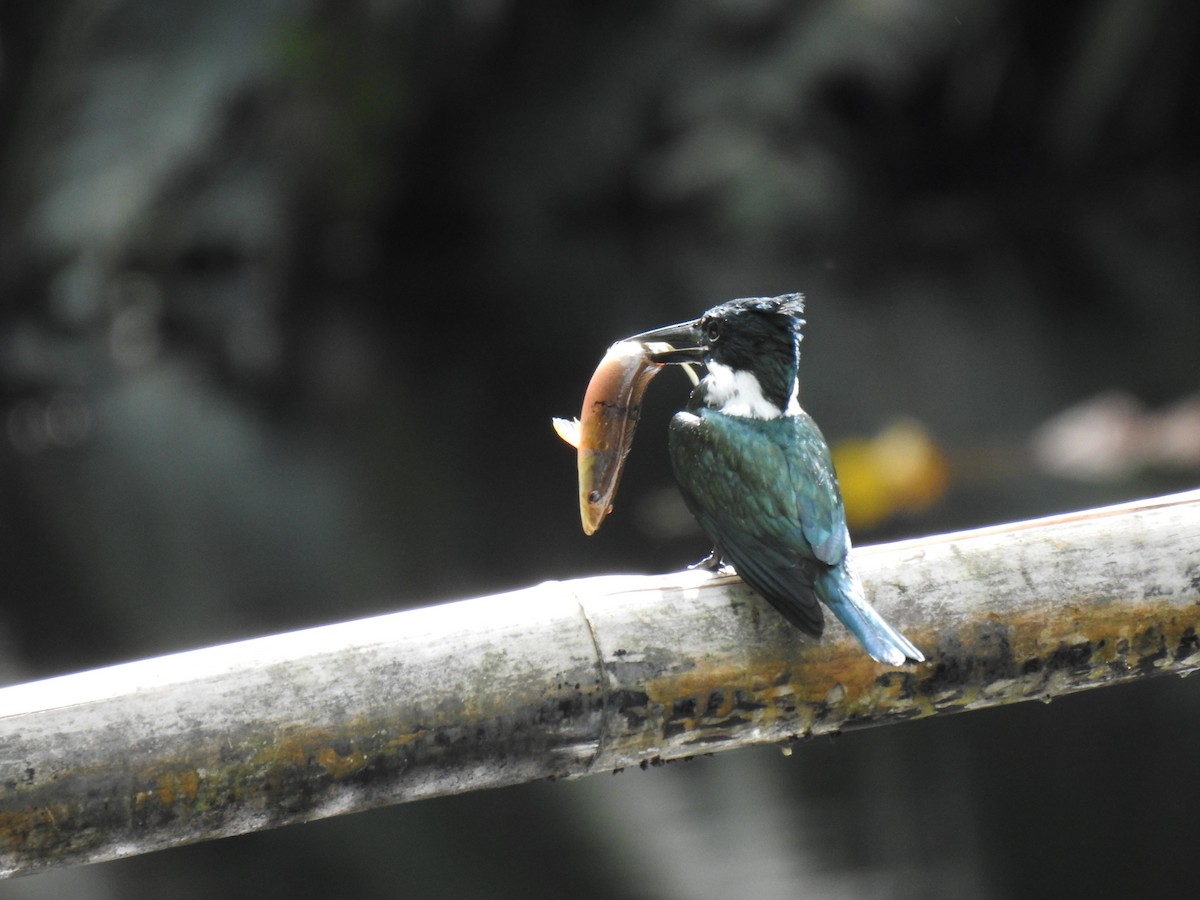 Amazon Kingfisher - ML619515054