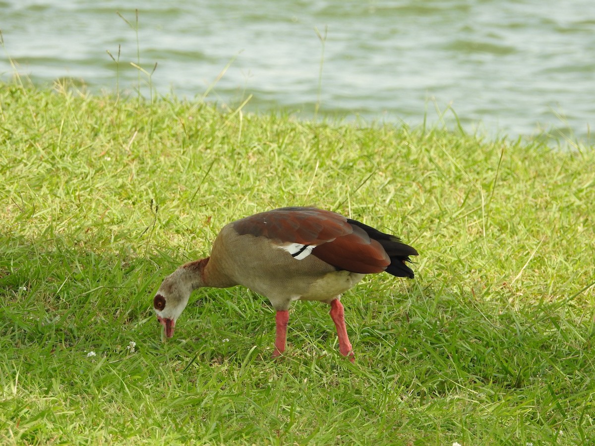 Egyptian Goose - Wen Li