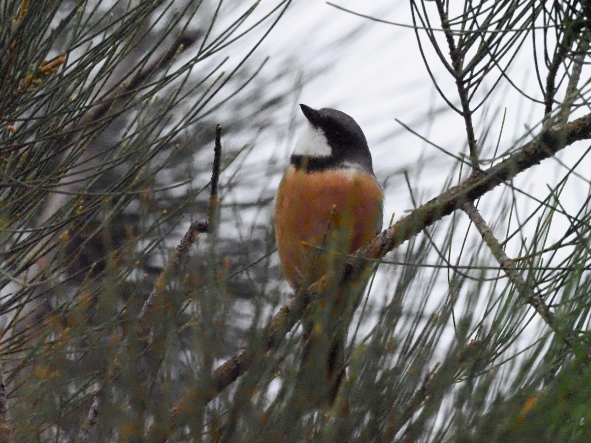 Rufous Whistler - Todd Deininger