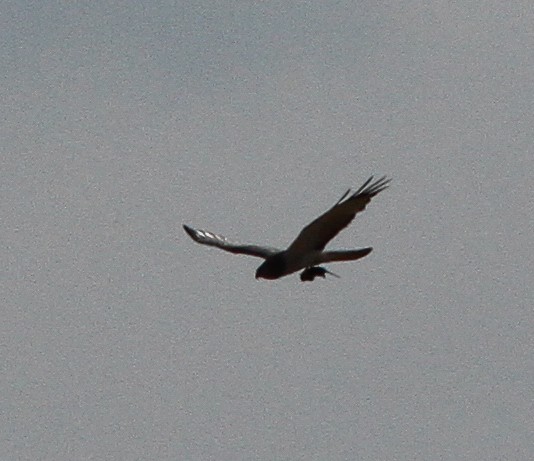 Northern Harrier - ML619515062