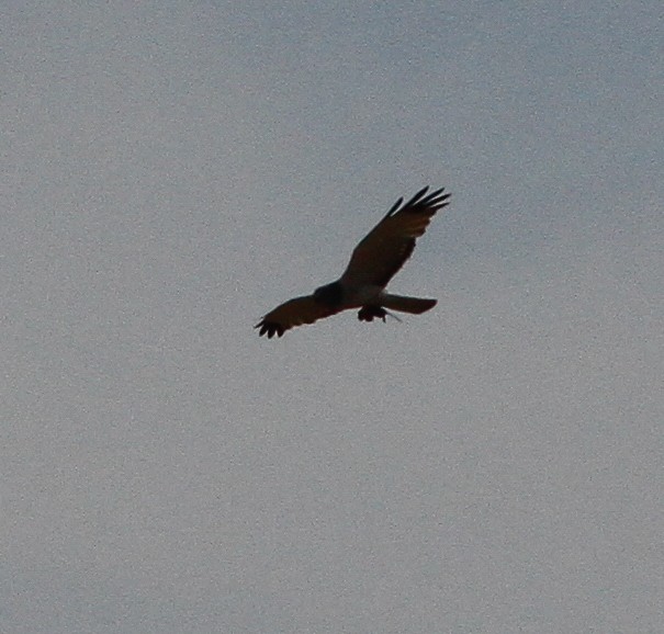 Northern Harrier - Adam Searcy