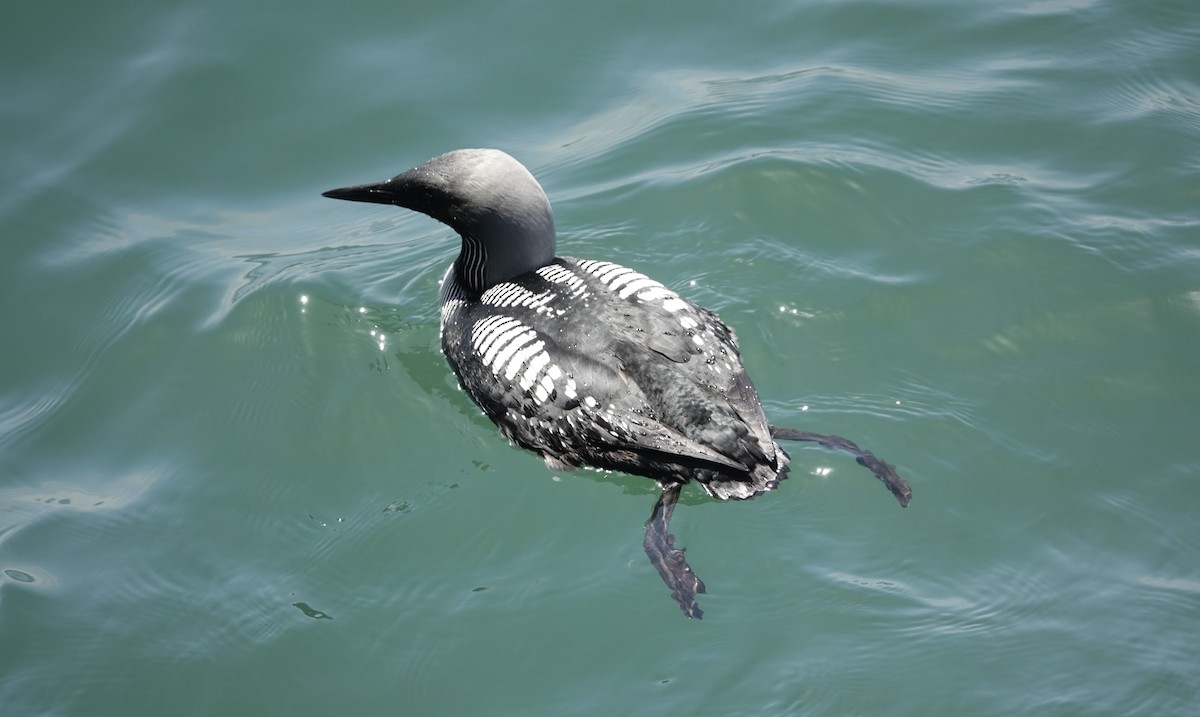 Pacific Loon - Monica P