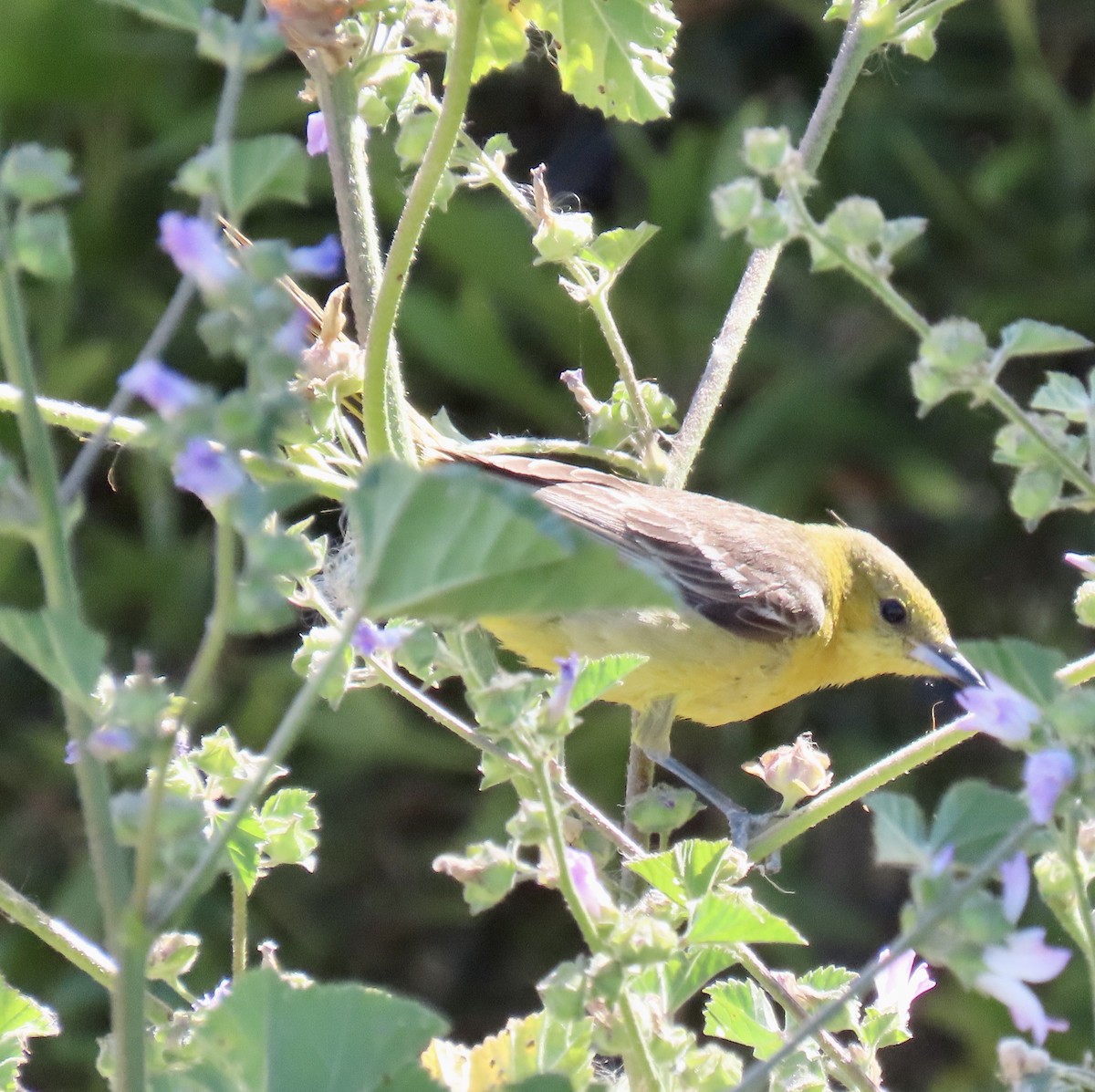 Hooded Oriole - George Chrisman