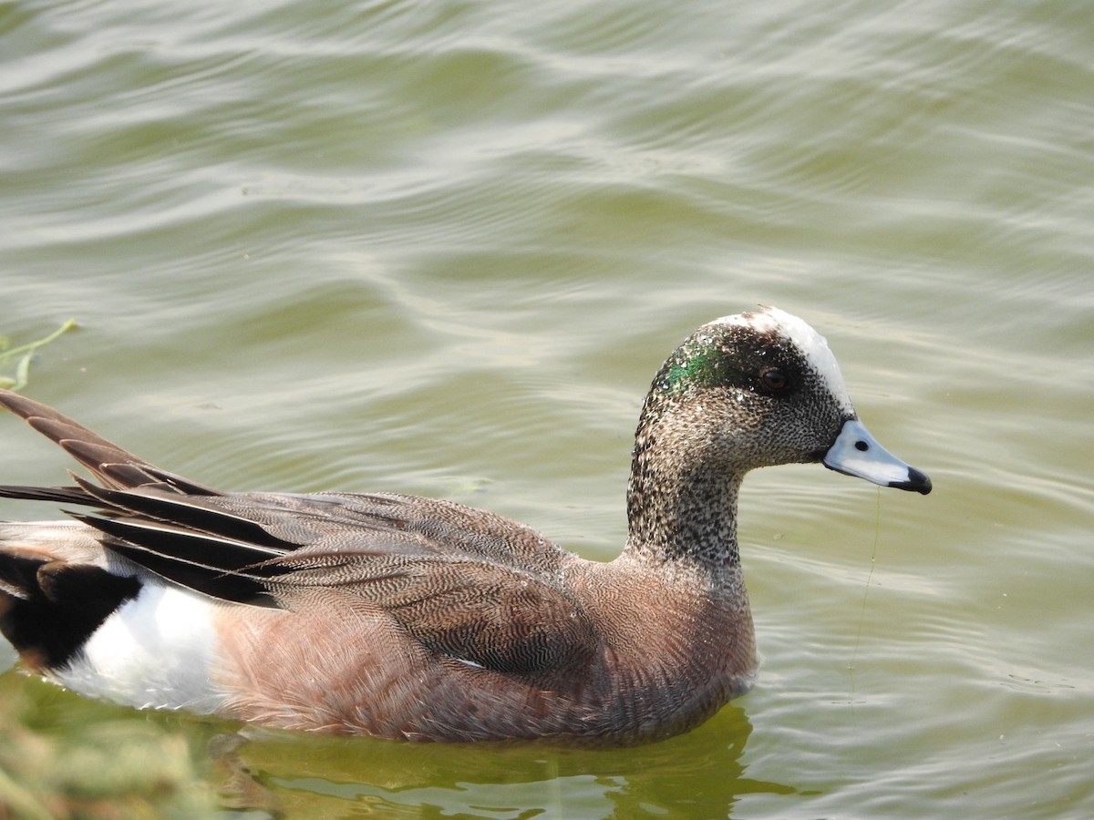 American Wigeon - Wen Li