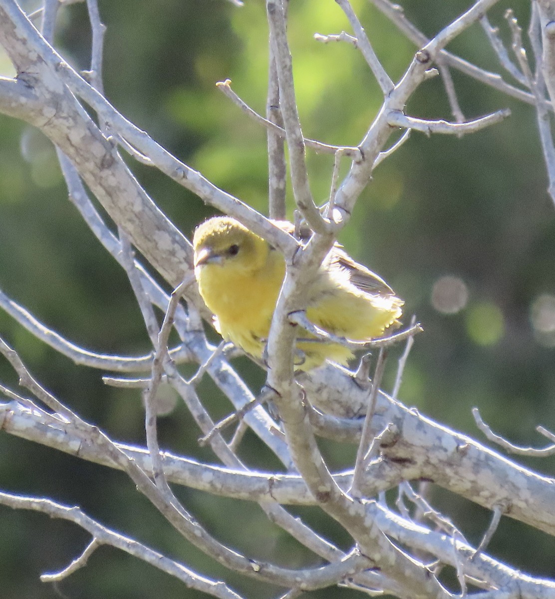 Hooded Oriole - George Chrisman