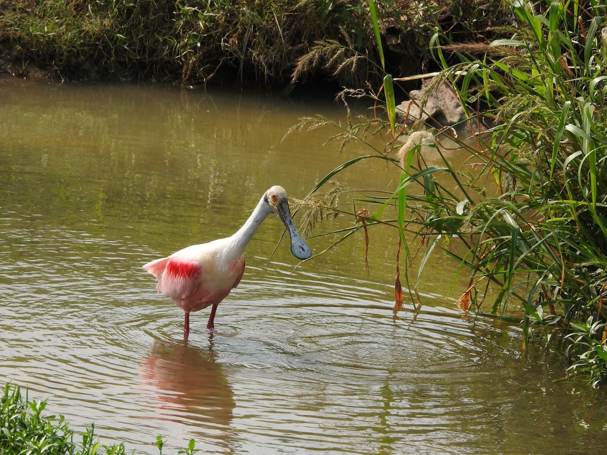 Roseate Spoonbill - Wen Li