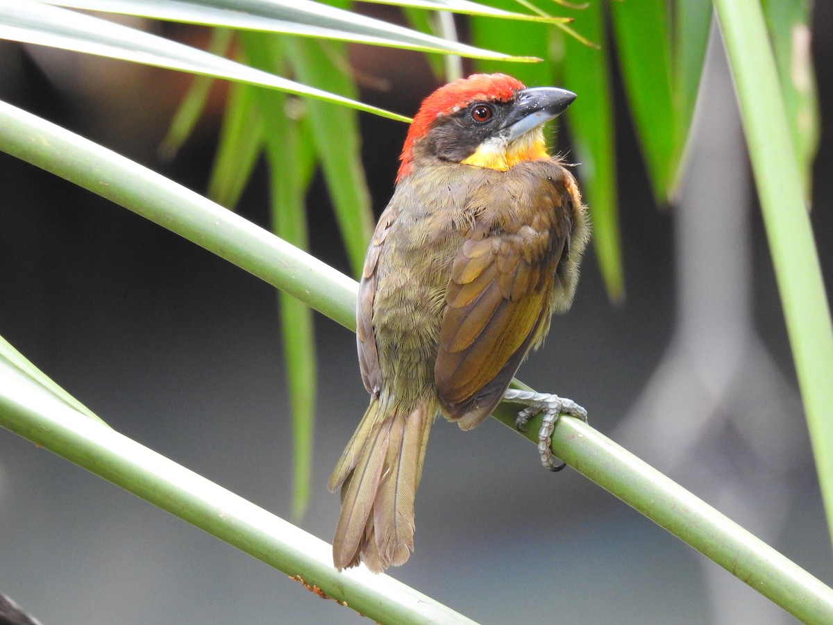 Scarlet-crowned Barbet - ML619515089