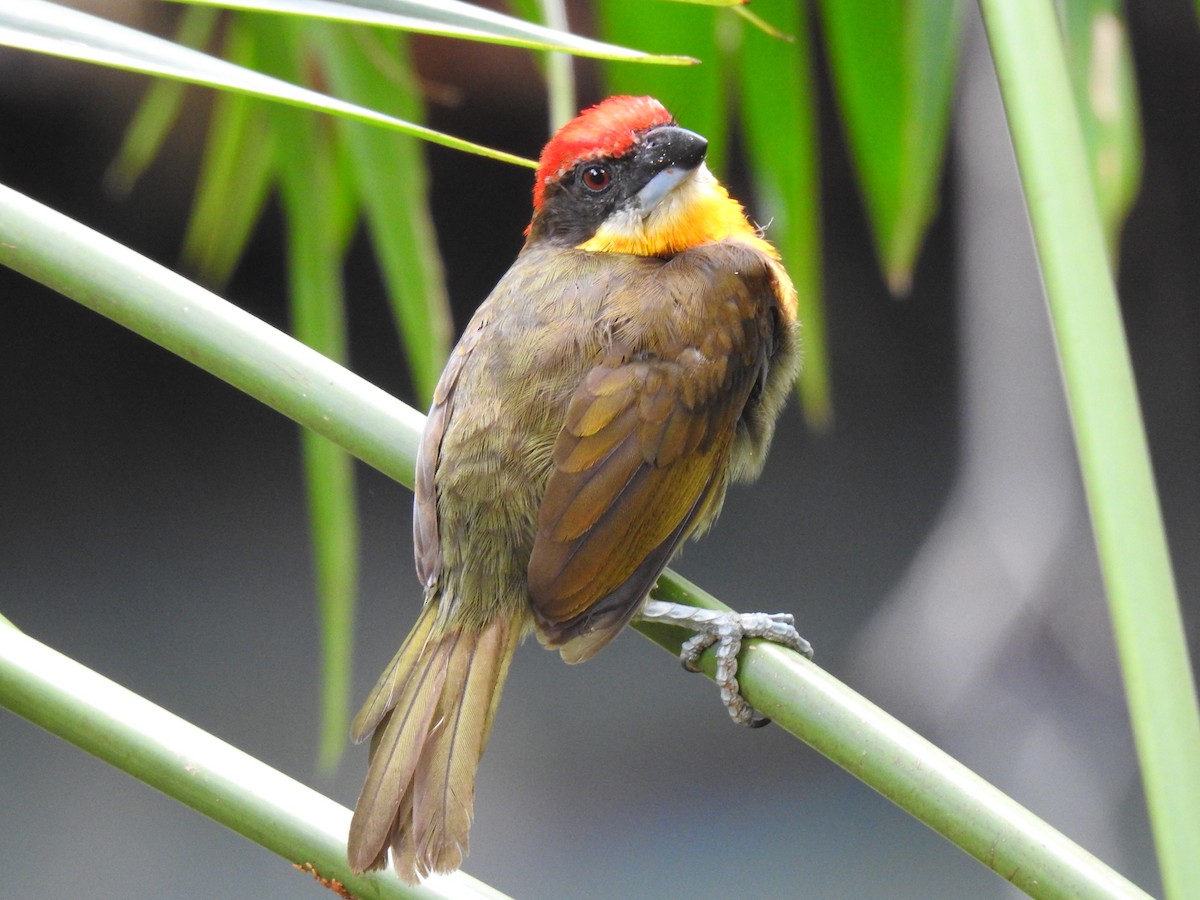 Scarlet-crowned Barbet - ML619515090