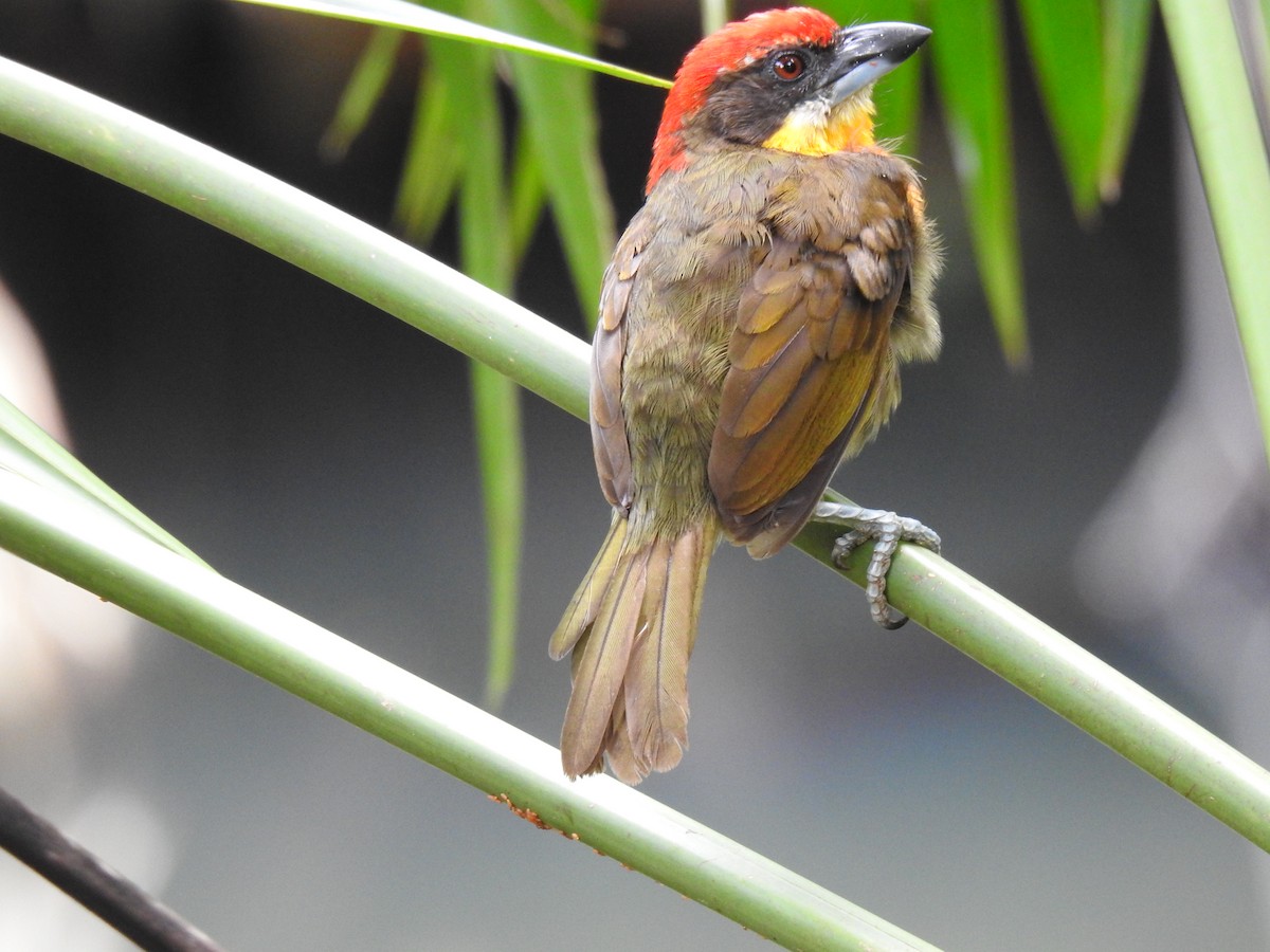 Scarlet-crowned Barbet - ML619515091