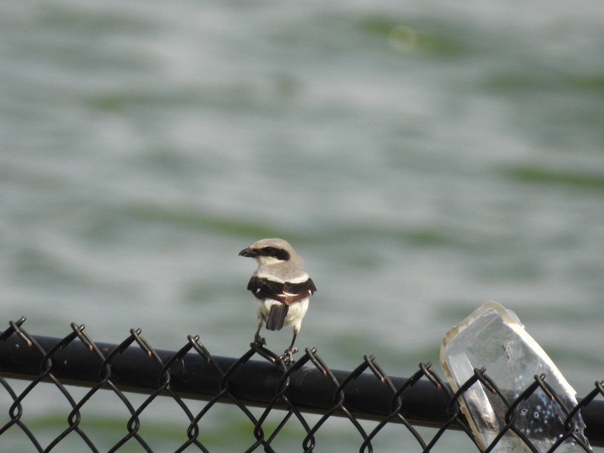 Loggerhead Shrike - Wen Li