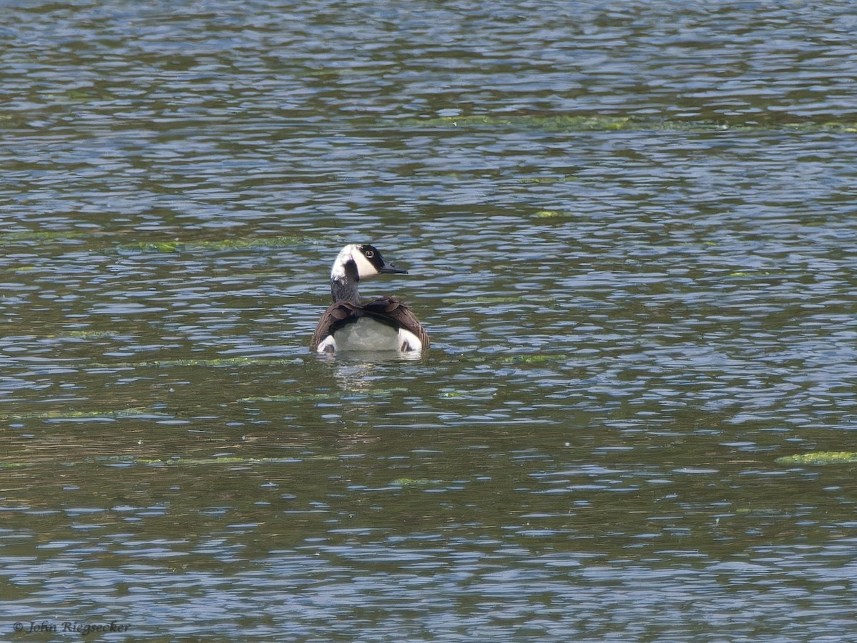 Canada Goose - John Riegsecker