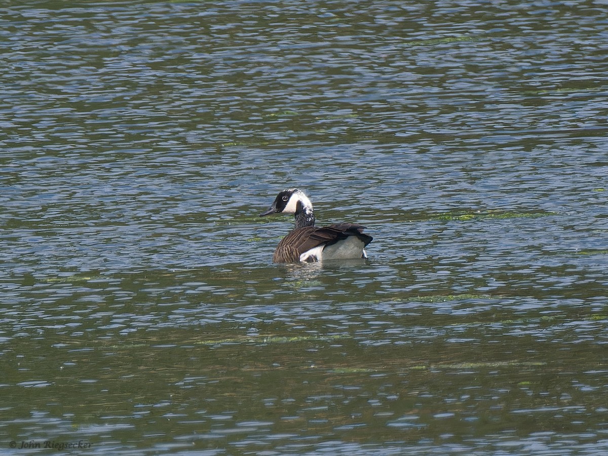 Canada Goose - John Riegsecker