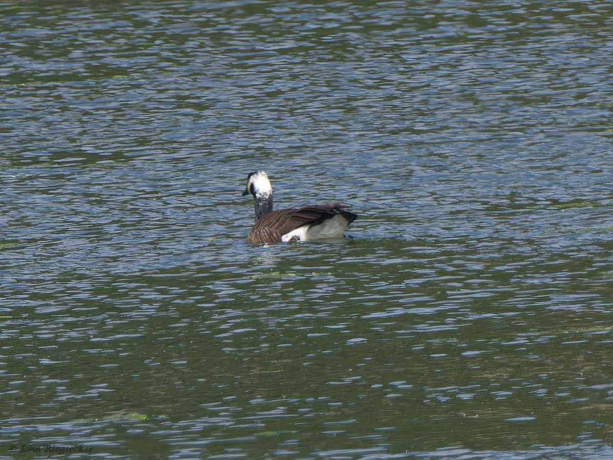 Canada Goose - John Riegsecker