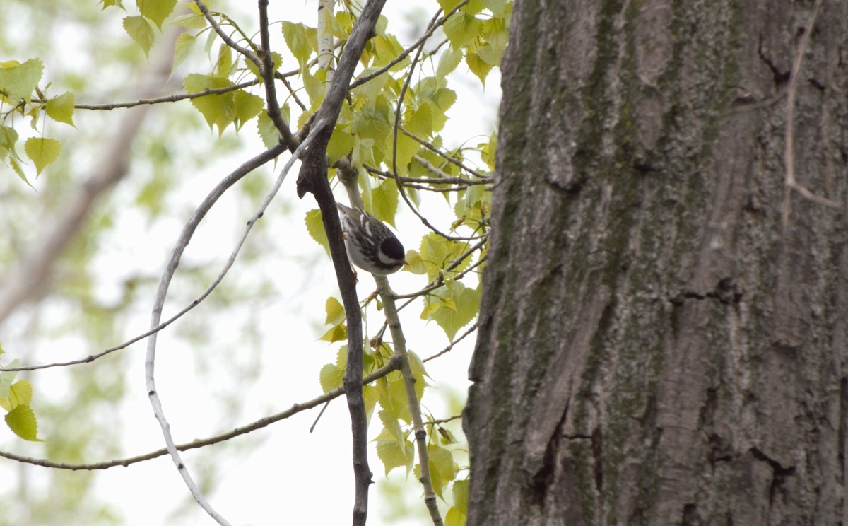 Blackpoll Warbler - ML619515103