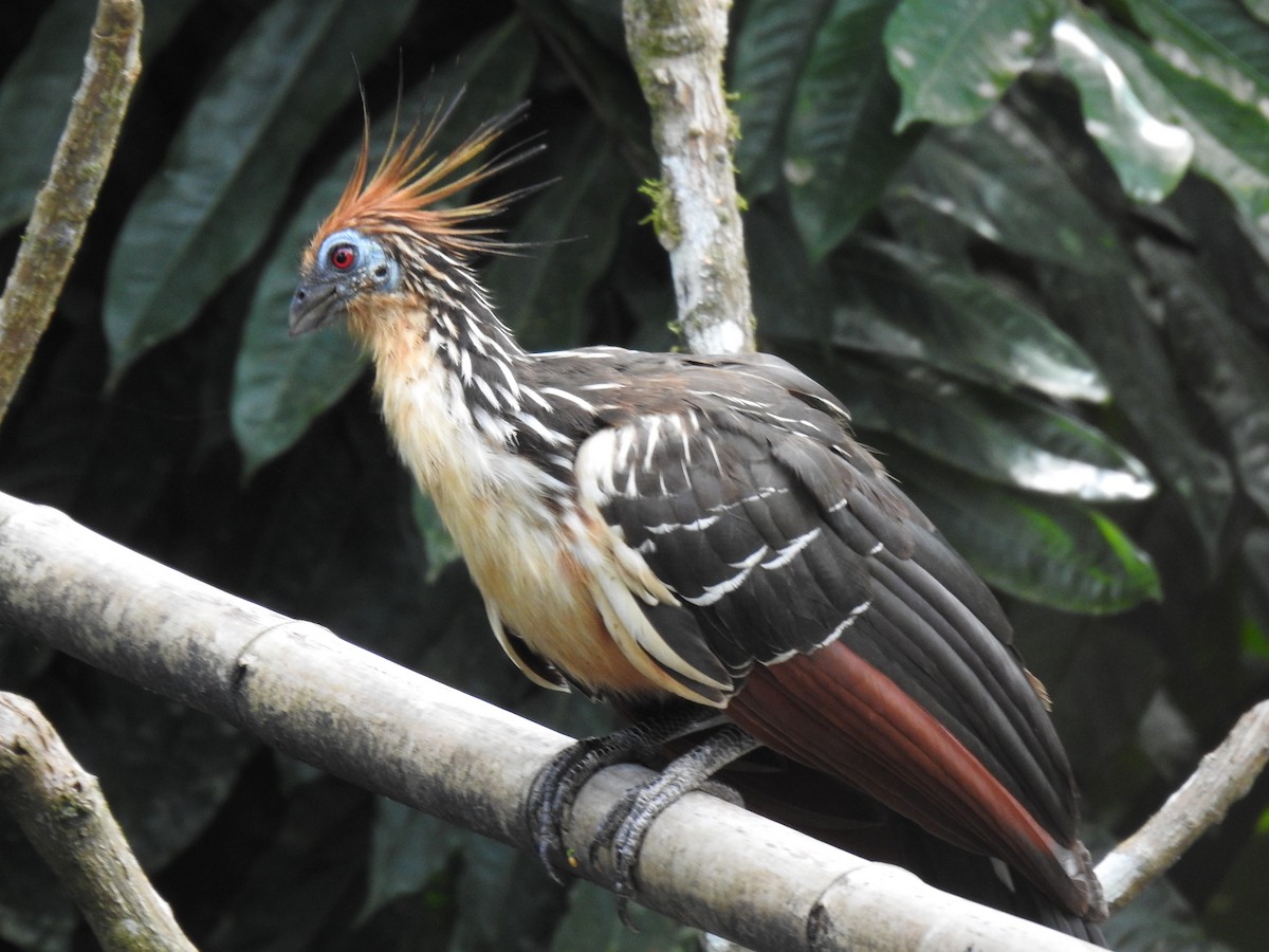 Hoatzin - ML619515110