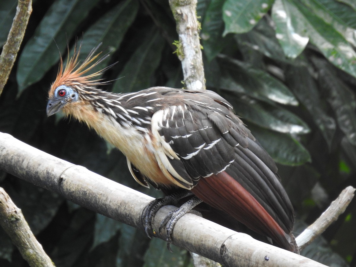 Hoatzin - Justin Harris