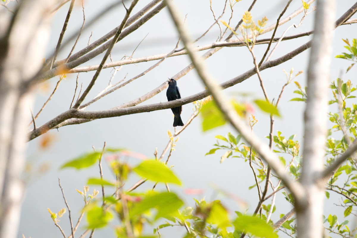 Square-tailed Drongo-Cuckoo - ML619515126