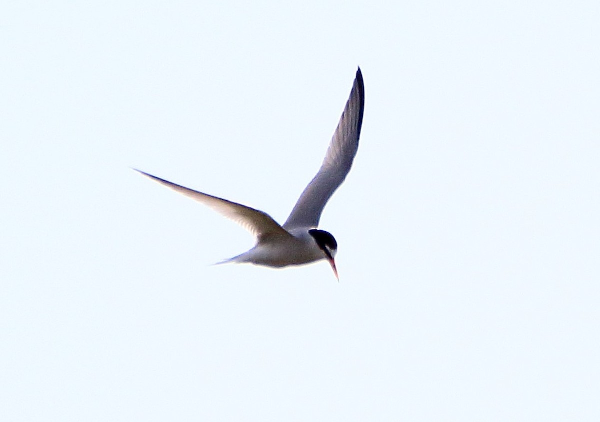 Little Tern - bousquet francois