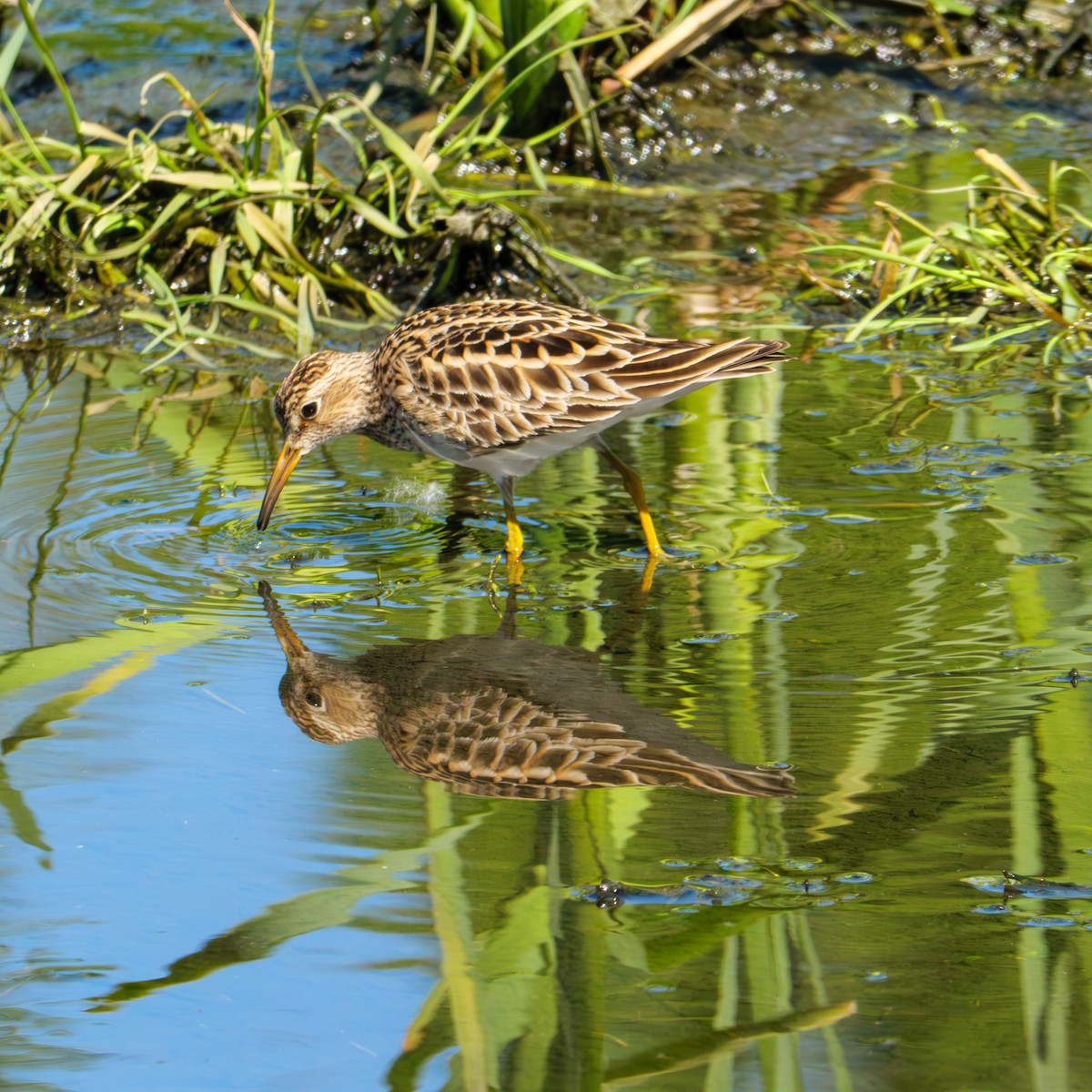 Pectoral Sandpiper - ML619515135