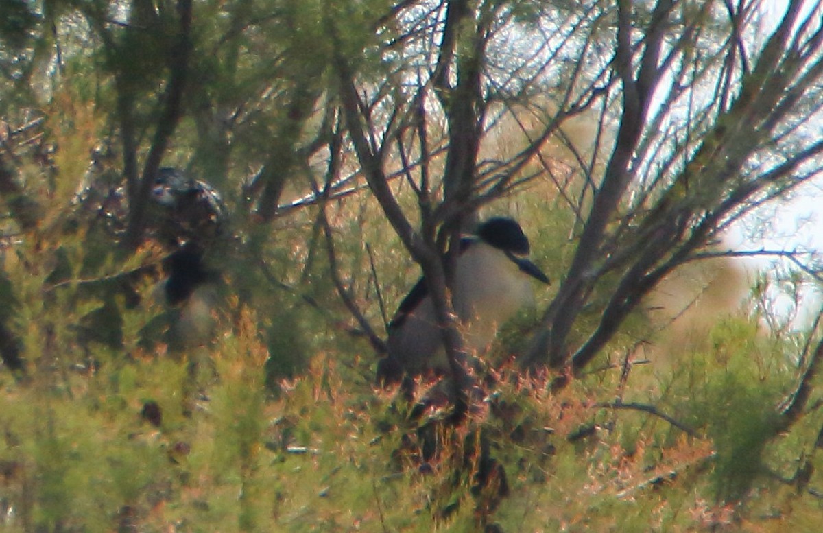 Black-crowned Night Heron - bousquet francois