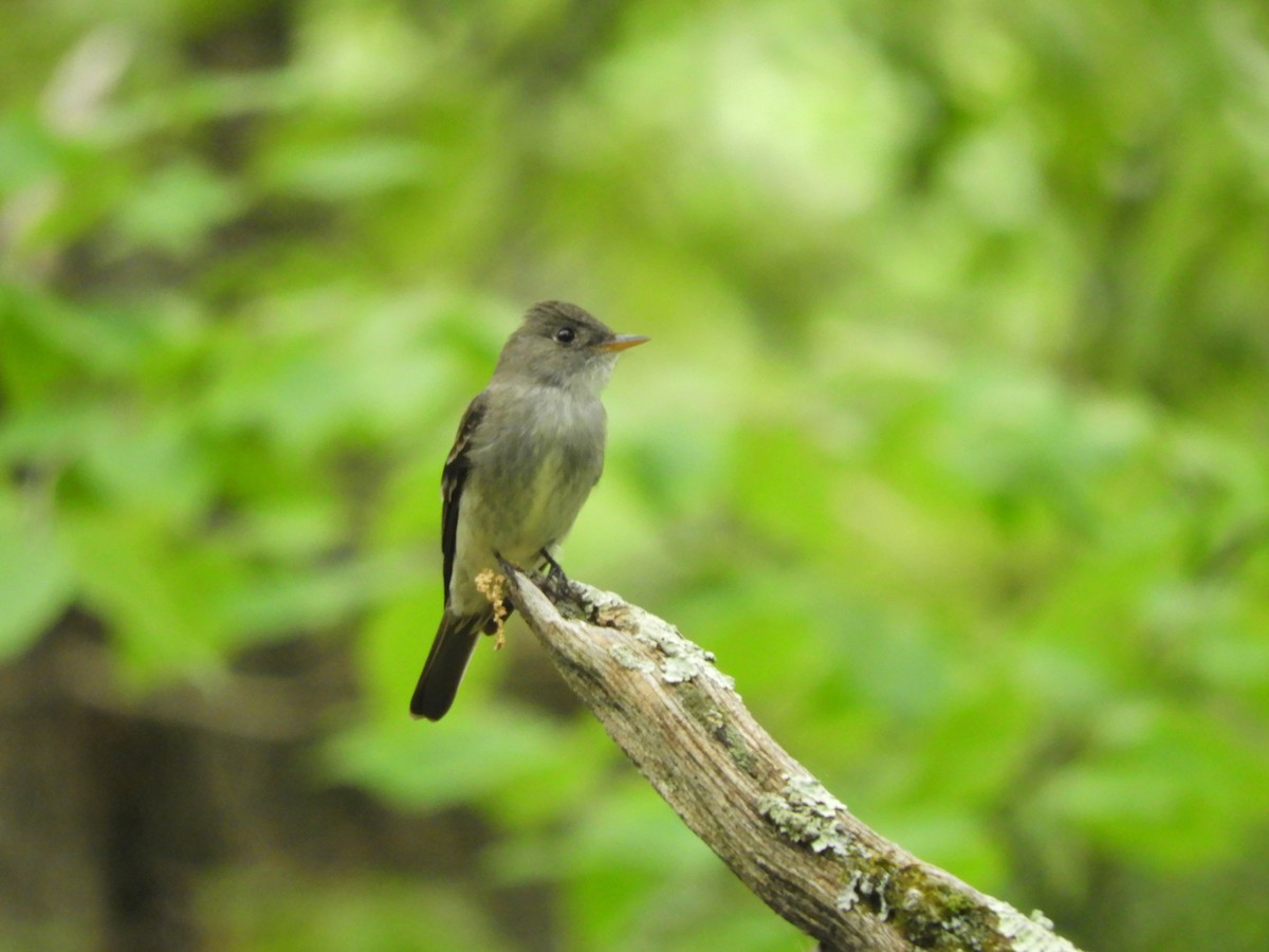 Eastern Wood-Pewee - Laura Markley