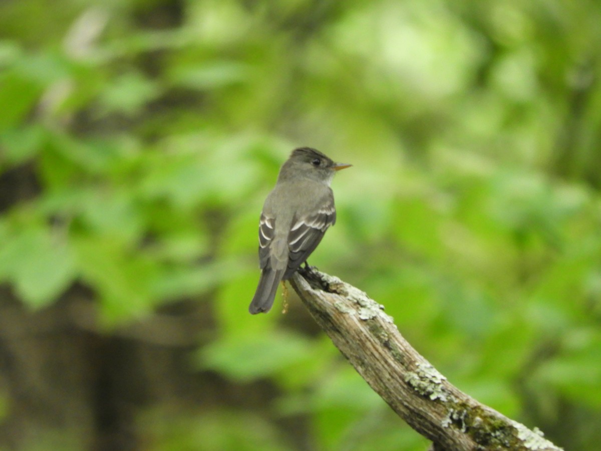 Eastern Wood-Pewee - Laura Markley