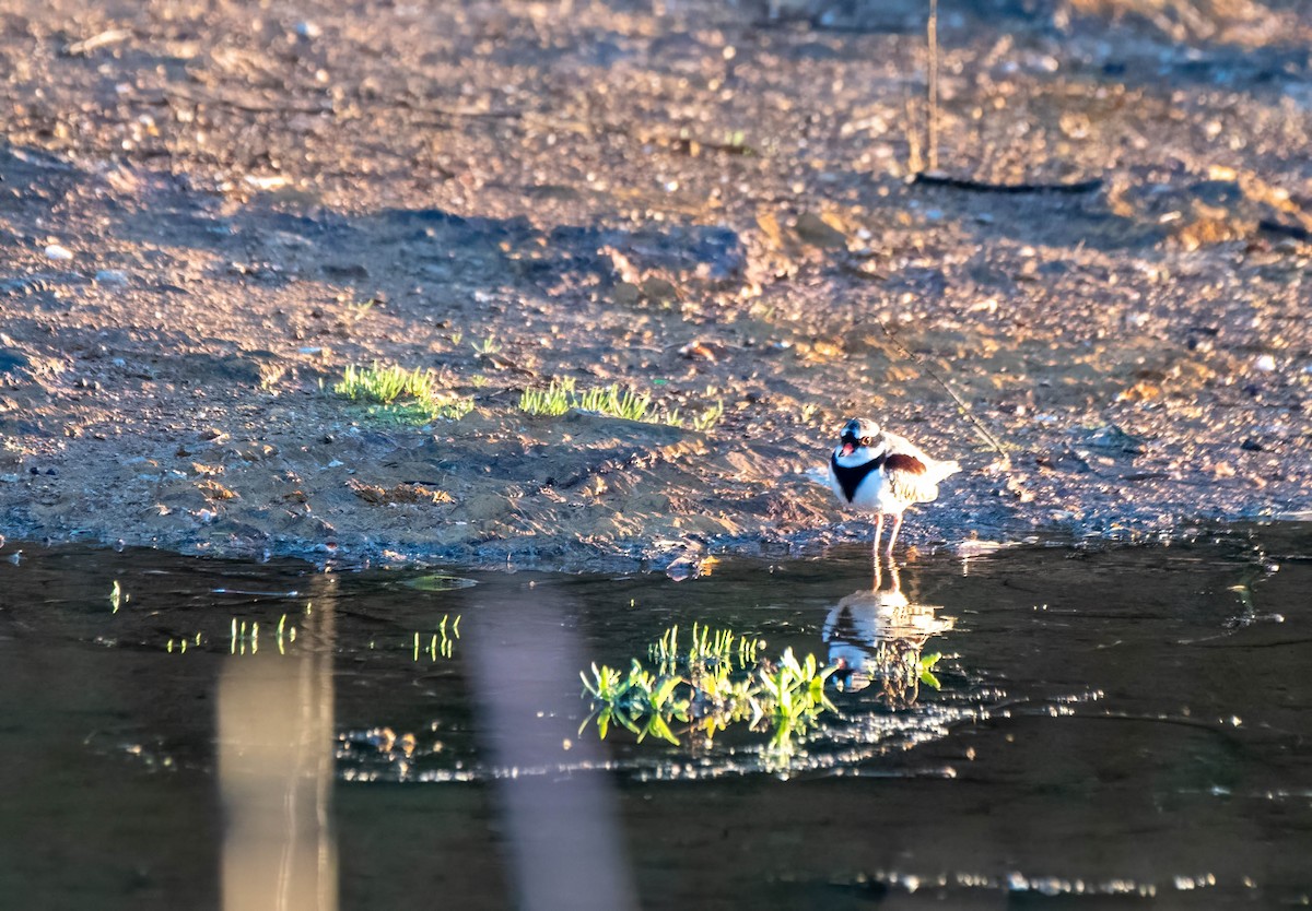 Black-fronted Dotterel - Gordon Arthur