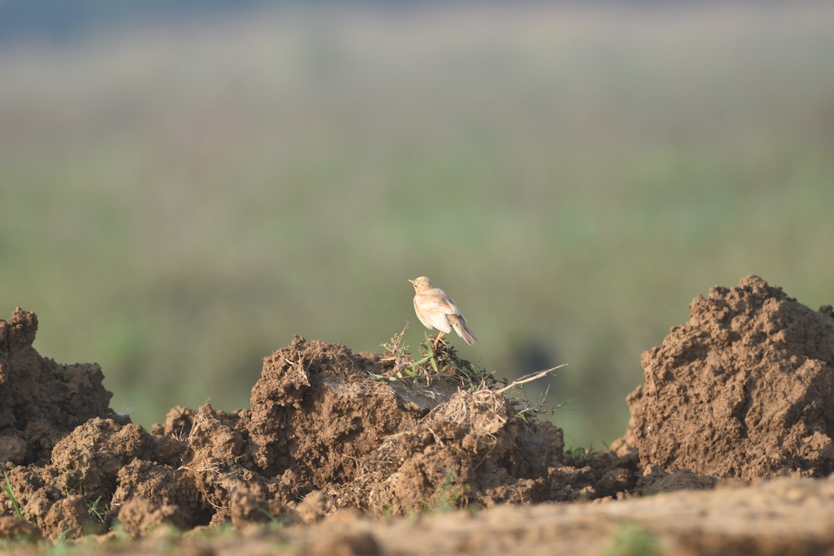 Paddyfield Pipit - Gyanchandra Gyani