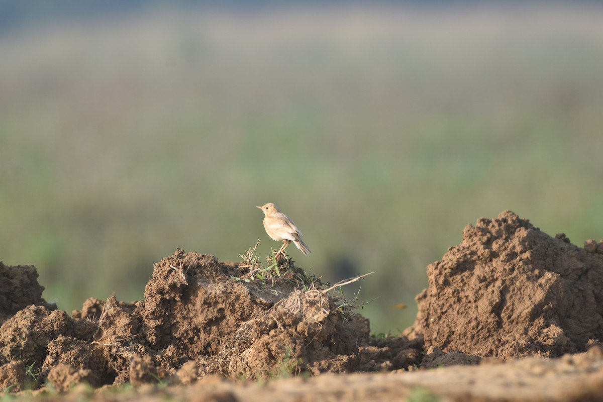 Paddyfield Pipit - Gyanchandra Gyani