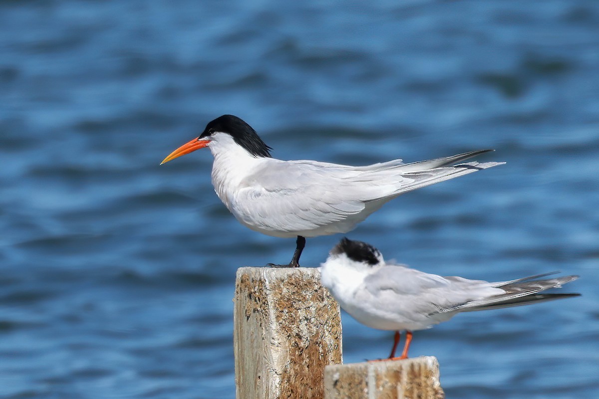 Elegant Tern - Garrett Lau