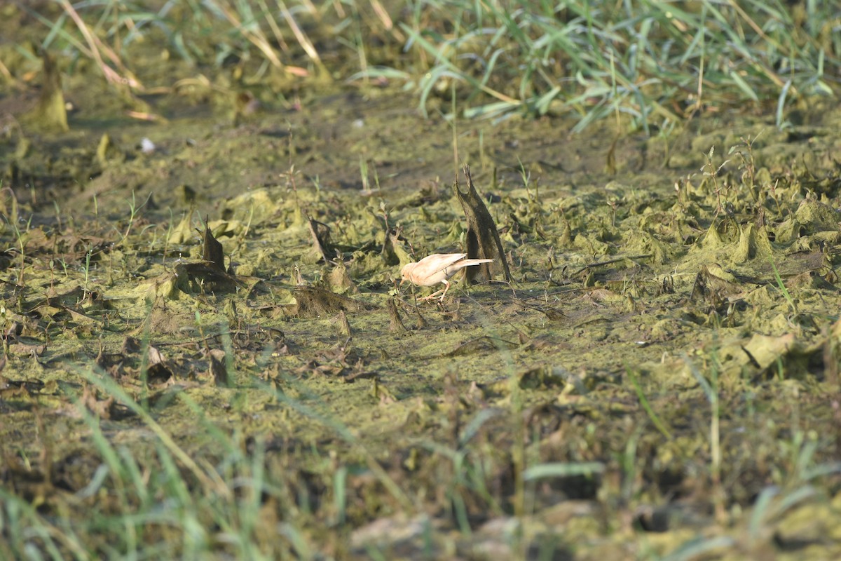 Paddyfield Pipit - Gyanchandra Gyani